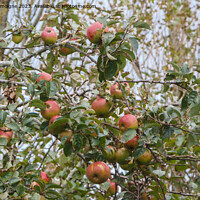 Buy canvas prints of Apples ripening on an apple tree by aurélie le moigne