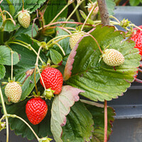 Buy canvas prints of Strawberries ripening in a vegetable garden by aurélie le moigne