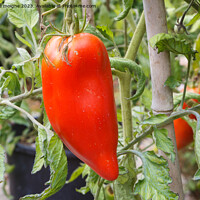 Buy canvas prints of Tomato ripening in a vegetable garden by aurélie le moigne