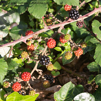 Buy canvas prints of Blackberries in a forest during summer by aurélie le moigne