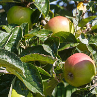 Buy canvas prints of Apples ripening on an apple tree by aurélie le moigne