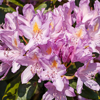 Buy canvas prints of Purple rhododendron flowers in a garden by aurélie le moigne