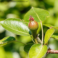 Buy canvas prints of Little pear ripening on a pear tree by aurélie le moigne