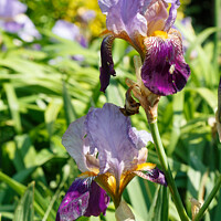 Buy canvas prints of Iris flower in a garden by aurélie le moigne