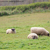 Buy canvas prints of Sheep in a field by aurélie le moigne