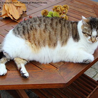 Buy canvas prints of Tabby cat on a wooden table by aurélie le moigne