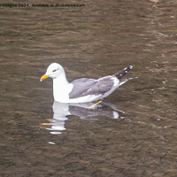 Buy canvas prints of Seagull landed on a pond by aurélie le moigne