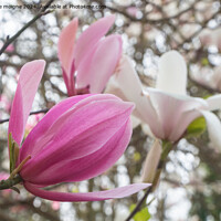 Buy canvas prints of Pink magnolia flowers in a garden by aurélie le moigne