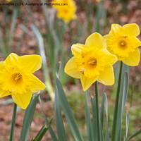 Buy canvas prints of Daffodils in a garden by aurélie le moigne