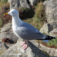 Buy canvas prints of A seagull standing on a rock by aurélie le moigne