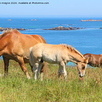 Buy canvas prints of Trait Breton mare and her foal in a field in Brittany by aurélie le moigne