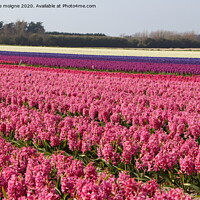 Buy canvas prints of Field of pink, purple and white hyacinth by aurélie le moigne