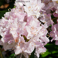 Buy canvas prints of Pink rhododendron flowers in a garden by aurélie le moigne