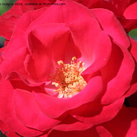 Buy canvas prints of Red rose in a garden by aurélie le moigne