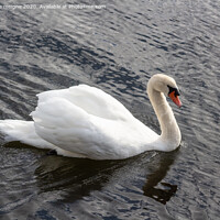 Buy canvas prints of Swan swimming on a river by aurélie le moigne