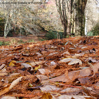Buy canvas prints of Dead leaves in a forest by aurélie le moigne