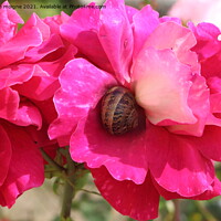 Buy canvas prints of Pink rose with a snail in a garden by aurélie le moigne