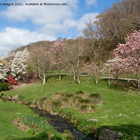 Buy canvas prints of Magnolia trees in a park by aurélie le moigne