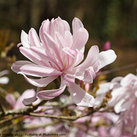 Buy canvas prints of Flowers of magnolia tree by aurélie le moigne