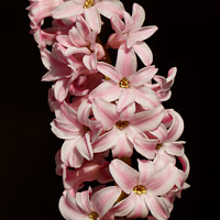Buy canvas prints of Pink hyacinth flower in a flowerpot by aurélie le moigne