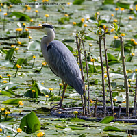 Buy canvas prints of Grey heron landed on a pond by aurélie le moigne