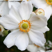 Buy canvas prints of Flower of Japanese anemone by aurélie le moigne