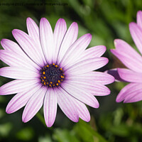 Buy canvas prints of Purple Osteospermum flower in a garden by aurélie le moigne