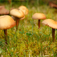 Buy canvas prints of Mower's mushrooms in moss by aurélie le moigne
