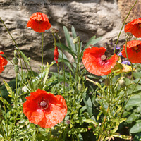 Buy canvas prints of Red poppies in a garden by aurélie le moigne