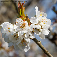 Buy canvas prints of White flowers of cherry tree by aurélie le moigne