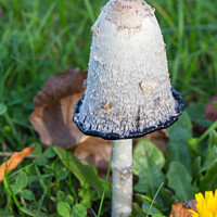 Buy canvas prints of Shaggy inkcap mushroom in grass by aurélie le moigne