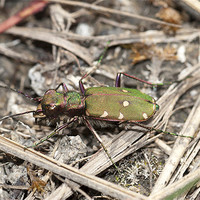 Buy canvas prints of Green Tiger Beetle by Oliver Porter