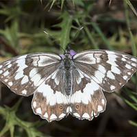 Buy canvas prints of Marbled White Butterfly by Oliver Porter