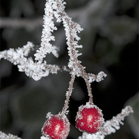 Buy canvas prints of Christmas Frost by Oliver Porter