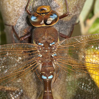 Buy canvas prints of Brown Hawker Dragonfly by Oliver Porter