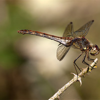 Buy canvas prints of Female Common Darter Dragonfly by Oliver Porter
