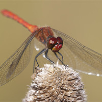 Buy canvas prints of Male Common Darter Dragonfly by Oliver Porter
