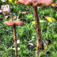 Buy canvas prints of Mossy Mushrooms by Oliver Porter