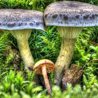 Buy canvas prints of Fairy Story Toadstool by Oliver Porter