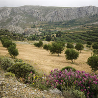 Buy canvas prints of Cretan Olive Grove by Oliver Porter
