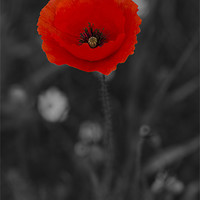 Buy canvas prints of Red and Black Poppy by Oliver Porter