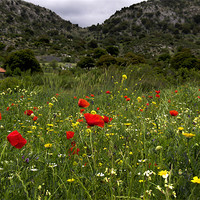 Buy canvas prints of Greek Wild Meadow by Oliver Porter