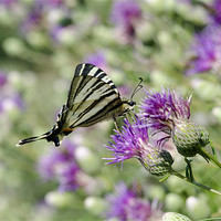 Buy canvas prints of Swallowtail Butterfly Resting by Oliver Porter