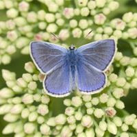 Buy canvas prints of Common Blue Butterfly by Oliver Porter