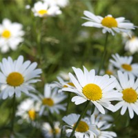 Buy canvas prints of Field of Daisies by Oliver Porter