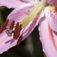 Buy canvas prints of Lillies in Bloom by Oliver Porter