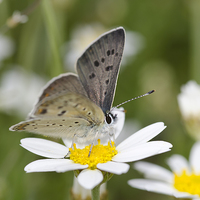 Buy canvas prints of A Sooty Copper Butterfly by Oliver Porter
