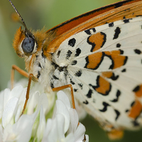 Buy canvas prints of Spotted Fritillary Butterfly by Oliver Porter