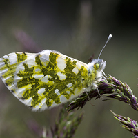 Buy canvas prints of Dappled White Butterfly by Oliver Porter
