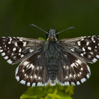 Buy canvas prints of Grizzled Skipper Butterfly by Oliver Porter